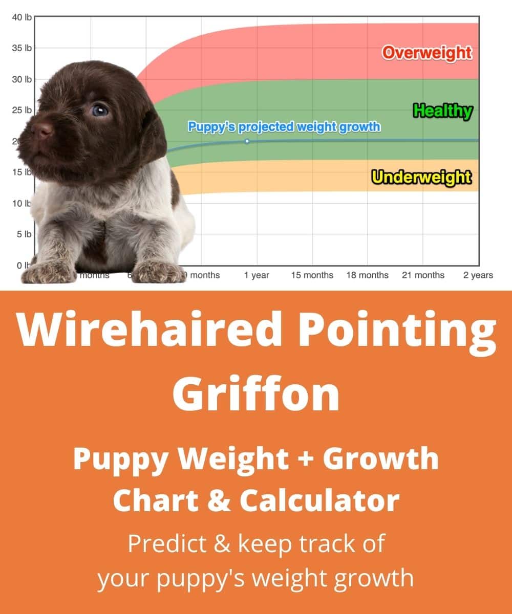 wirehaired-pointing-griffon Puppy Weight Growth Chart